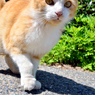通りすがりのハナちゃん