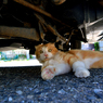 車の下で休むハナちゃん