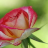 薔薇