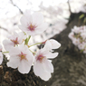 桜2015-05