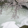 桜2015-06