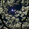 桜2015-07