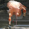 分身の術
