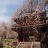 大運寺の桜・・