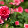 薔薇満開