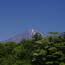 富士山と新緑