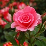 雨上がりの薔薇