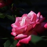 薔薇