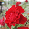 花名不明