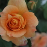 花名不明