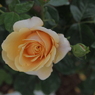 花名不明
