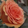 花名不明