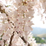 DSCF2212