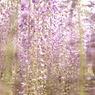 河内藤園