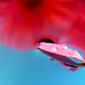 夢の花