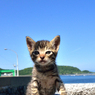 おチビさん。胸を張ってみる。