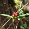 大台ケ原で出会った植物