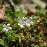 大台ケ原で出会った植物