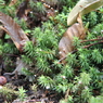 大台ケ原で出会った植物