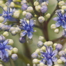 花の季節