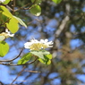 大台ケ原で出会った植物