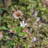 大台ケ原で出会った植物