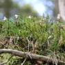 大台ケ原で出会った植物