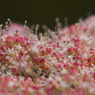 お花畑