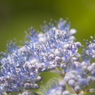 天空のお花畑
