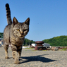 ニャン次郎さん、てくてく歩く