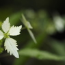 注目（屋久島コンテリギ：山紫陽花と空木交配種）