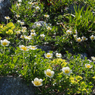 チングルマ20120803