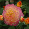 花フェスタ２０１５−１４