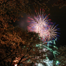 夜桜　花火　