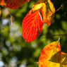 紅葉の始まり