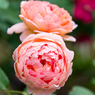 2015春_薔薇1