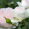 2015春_薔薇2