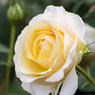 2015春_薔薇3