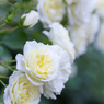 2015春_薔薇5