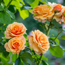 2015春_薔薇4