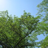 夏の日差し