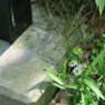 蜜