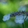 DSCF3326