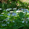 DSCF3323