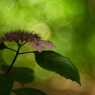 DSCF3044