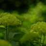 DSCF3035