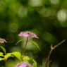 DSCF3020