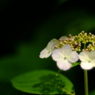 DSCF3013