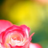 rose garden8清水公園