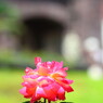 rose garden10旧古川庭園